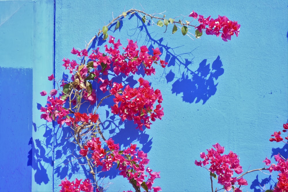 a blue wall with pink flowers growing on it