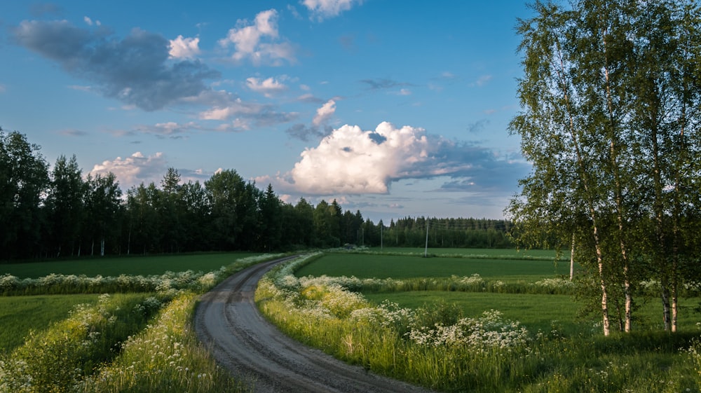 uma estrada de terra atravessando um campo verde exuberante