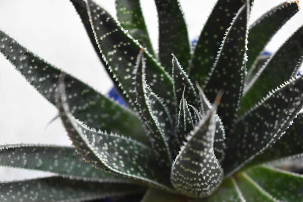 a close up of a green plant with white spots