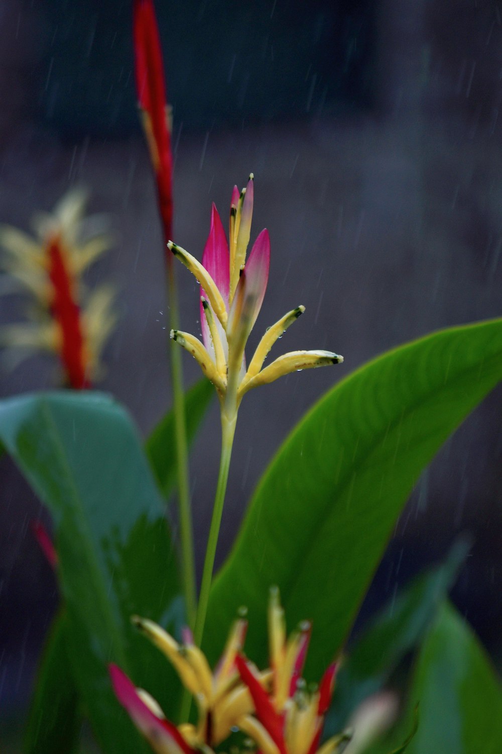 a pink and yellow flower in the rain