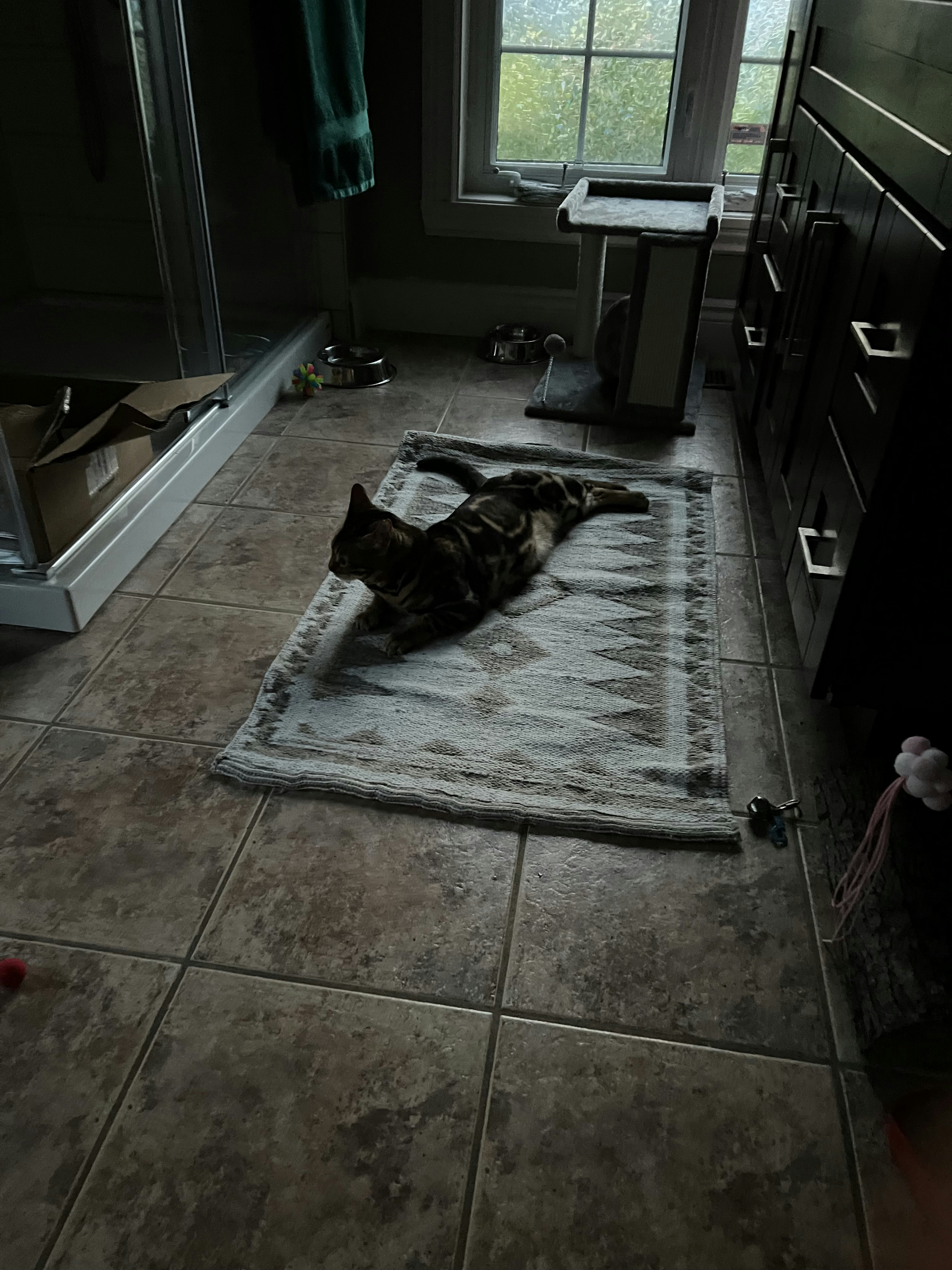 Dicas Essenciais para Escolher Brinquedos para Gatos em Apartamentos