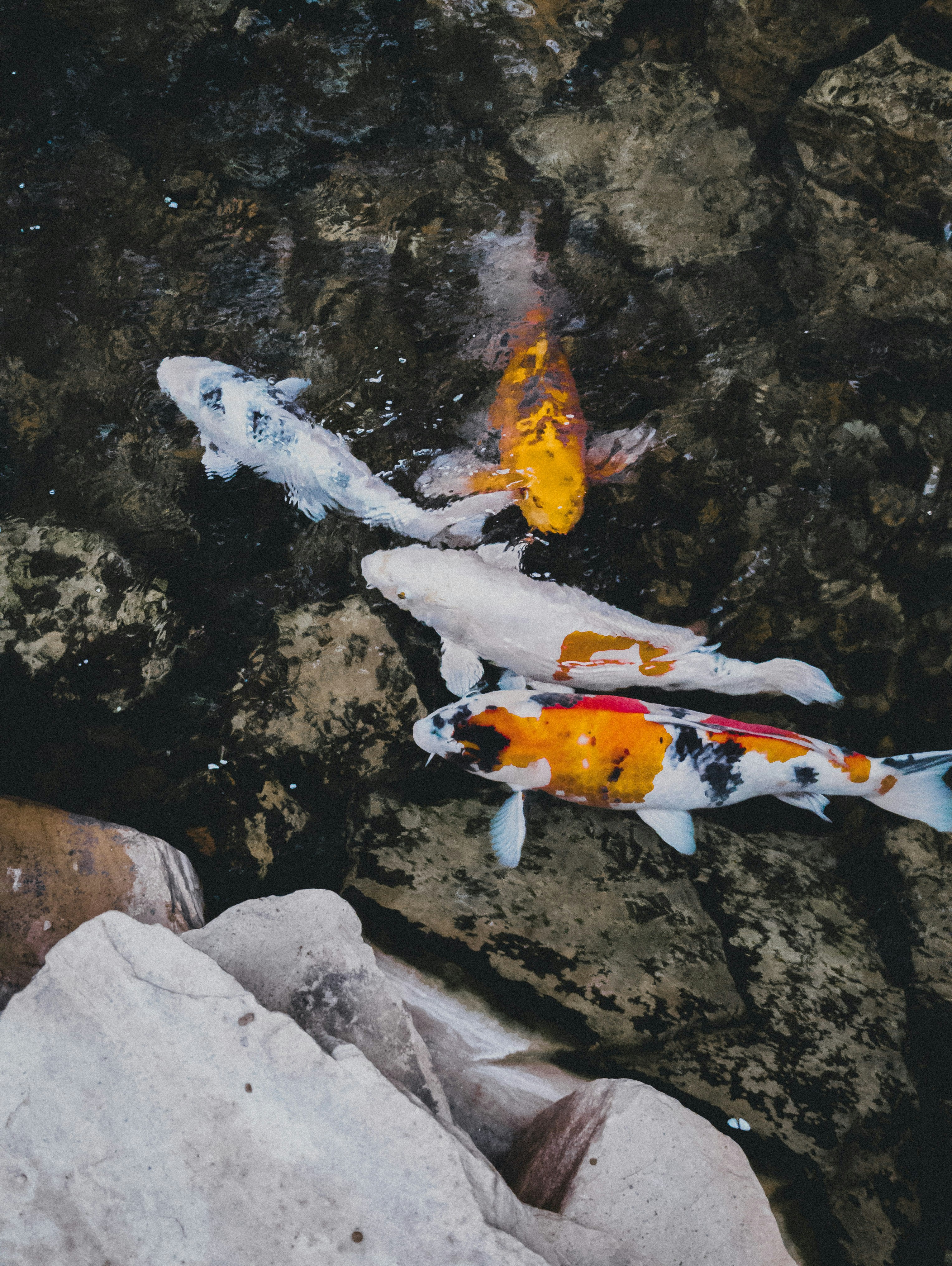 beberapa ikan yang berenang di air