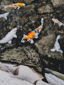 a group of koi fish swimming in a pond