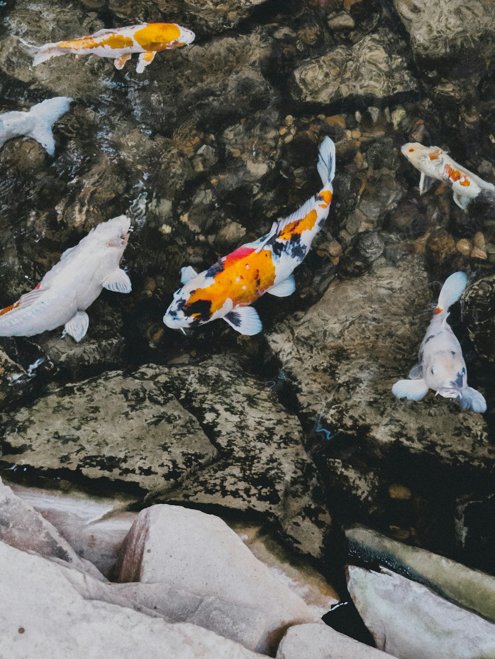 a group of koi fish swimming in a pond