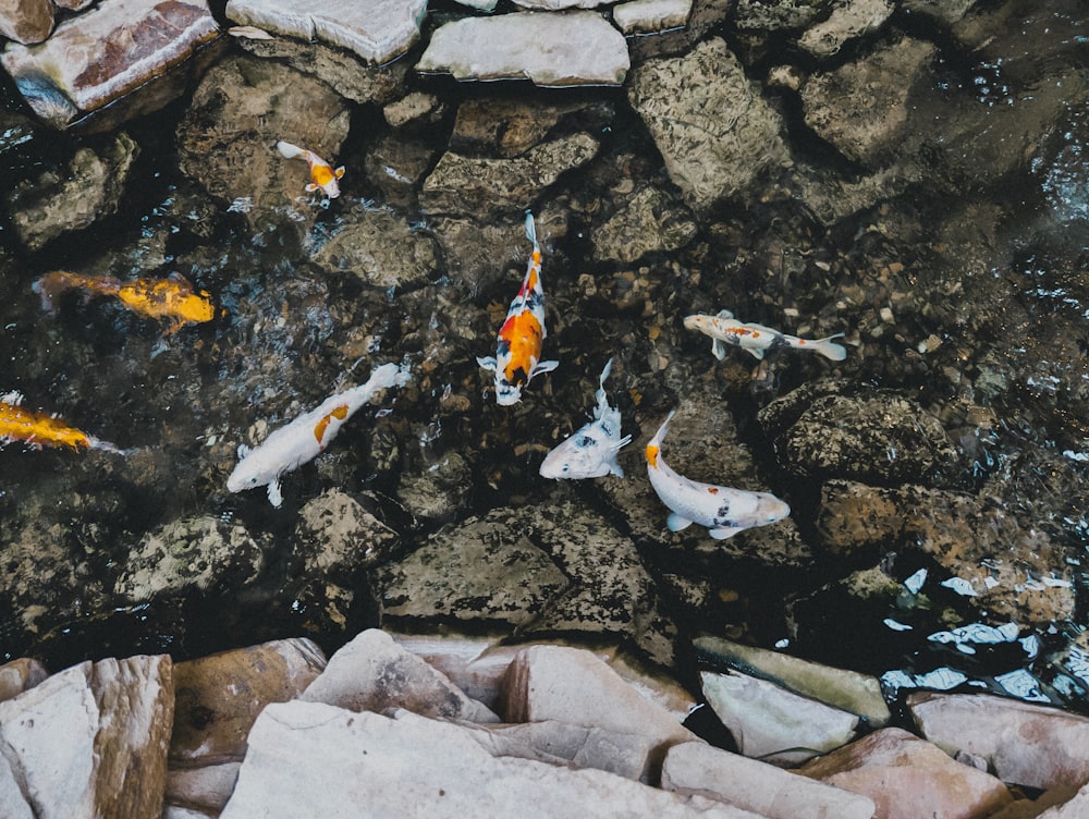 a group of koi fish swimming in a pond