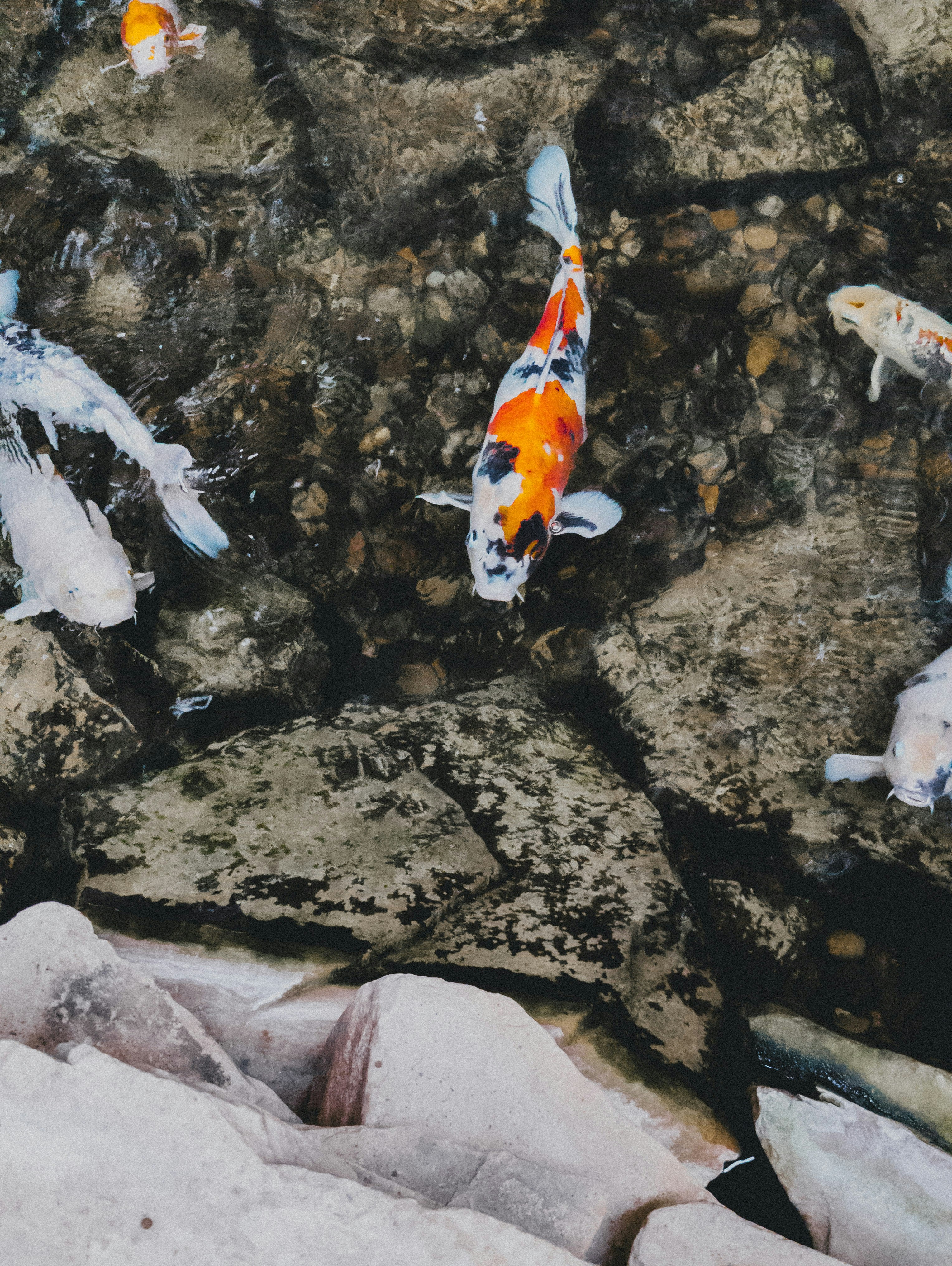 eine Gruppe von Fischen, die in einem Wasser schwimmen