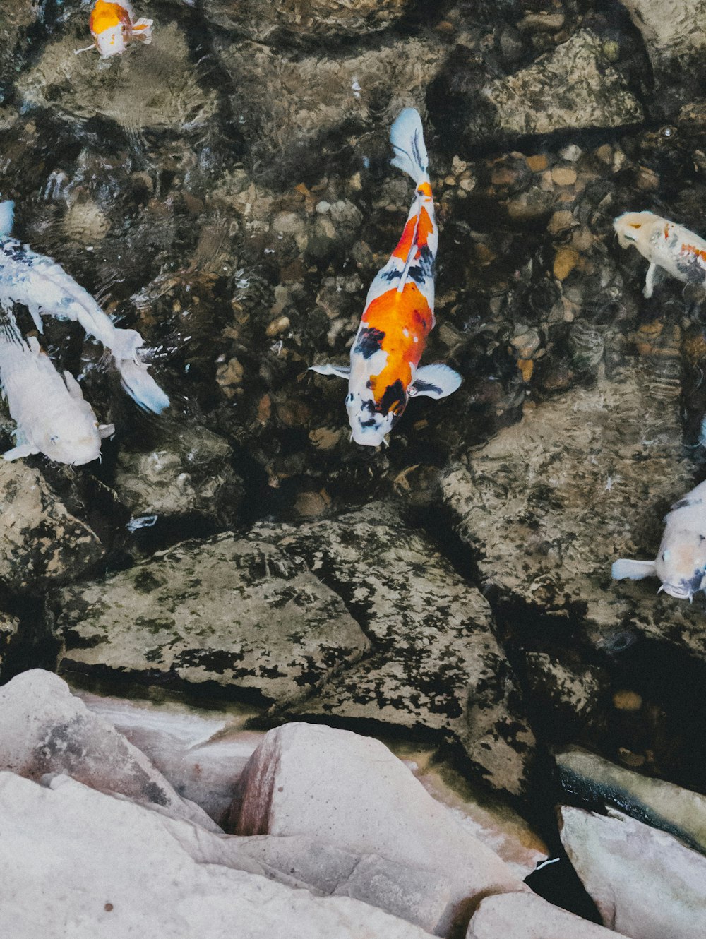 a group of fish that are swimming in some water