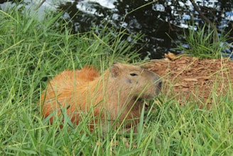 A friendly capybara sitting by a computer, symbolizing web development.