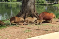 A captivating shot of a group of capybaras near a water source.
