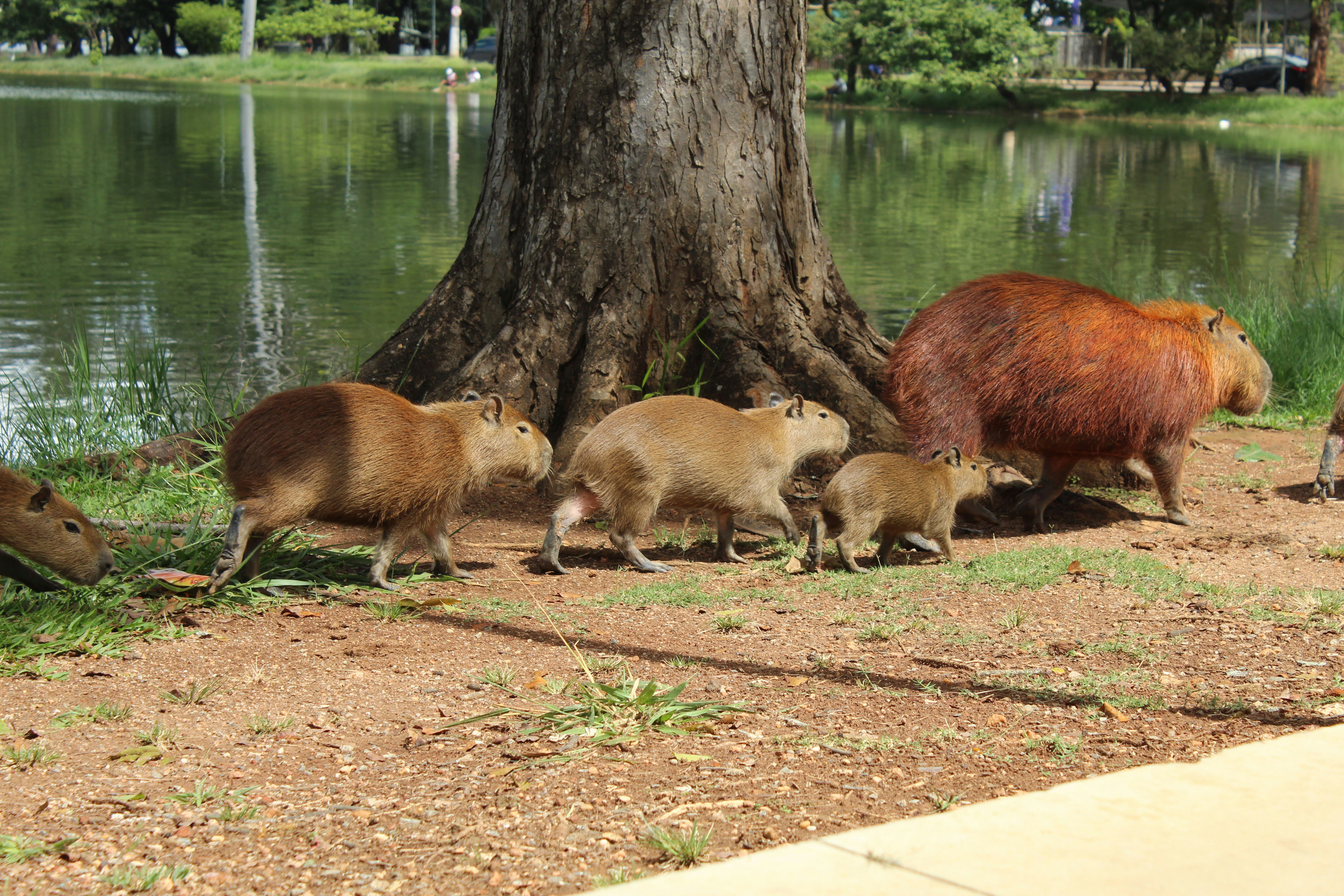 Where to Buy a Capybara in the UK
