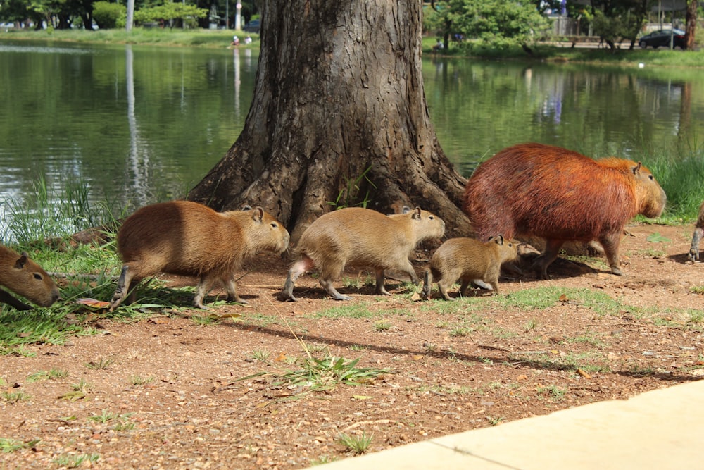 Un grupo de animales parados junto a un árbol cerca de un cuerpo de agua