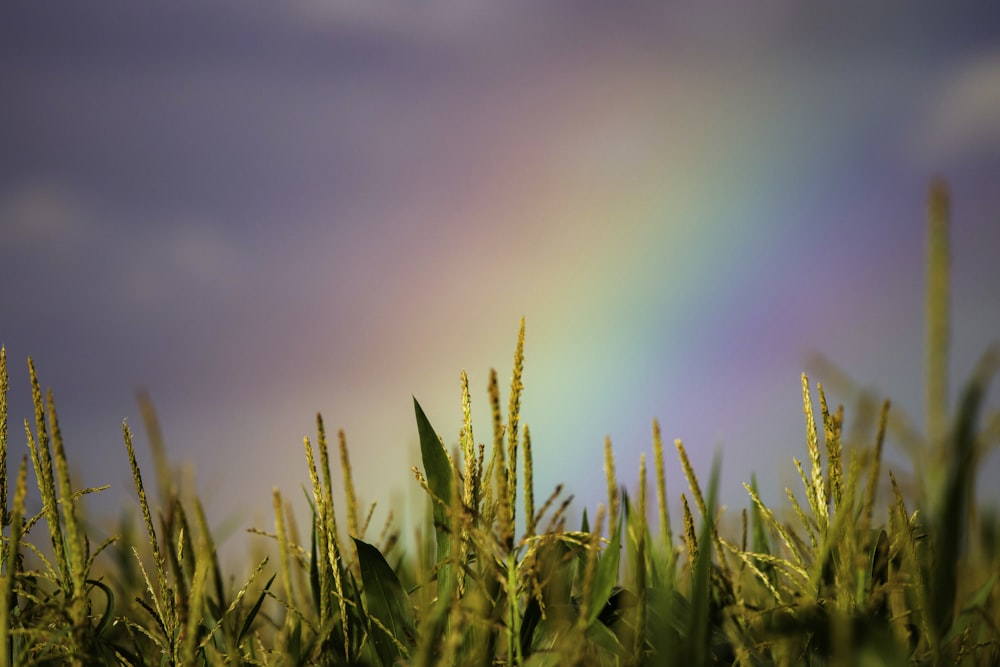 a rainbow in the sky over a field of grass