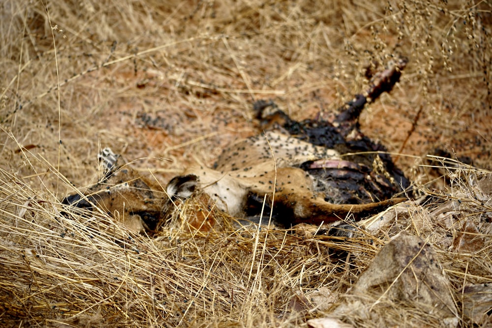 a dead animal laying in a field of dry grass
