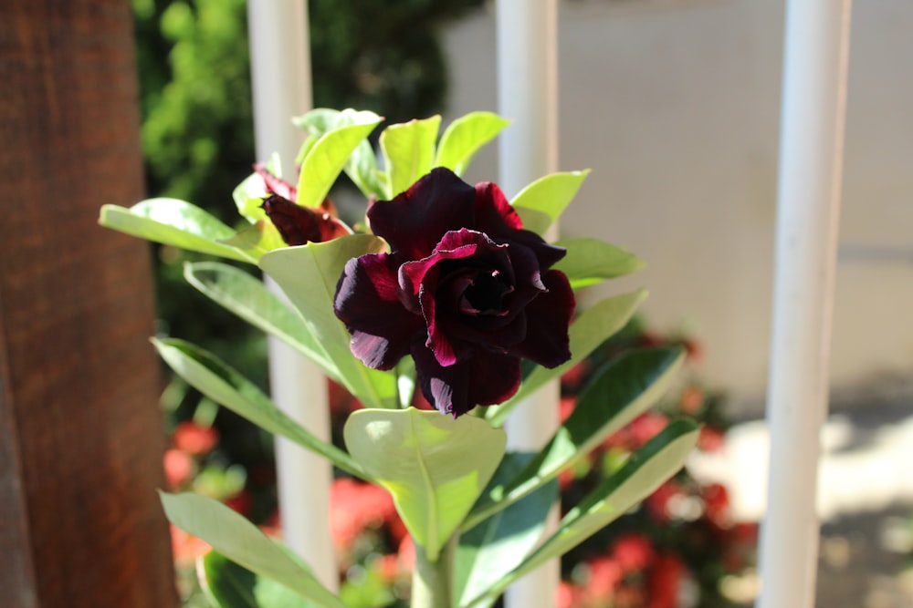 a flower that is sitting in a vase