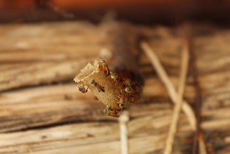 a close up of a bug on a piece of wood