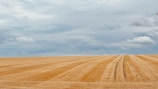 Vast golden wheat fields stretch across the landscape under a wide, cloud-dappled sky, with tracks indicating agricultural activity.
