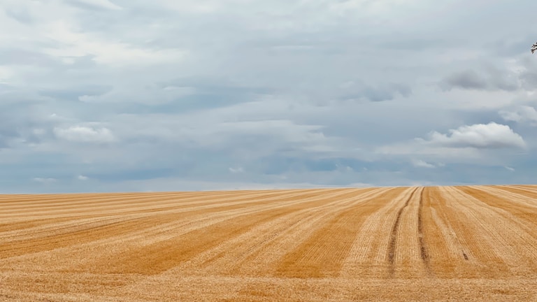 Vast golden wheat fields stretch across the landscape under a wide, cloud-dappled sky, with tracks indicating agricultural activity.