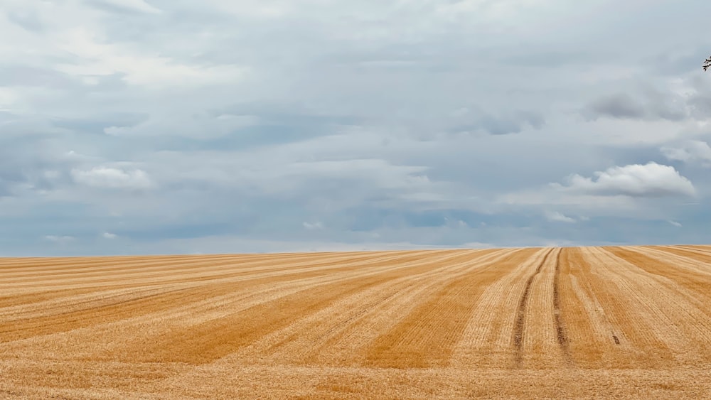 a large field with a single tree in the middle of it