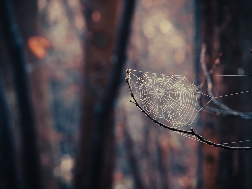 a spider web hanging from a tree branch