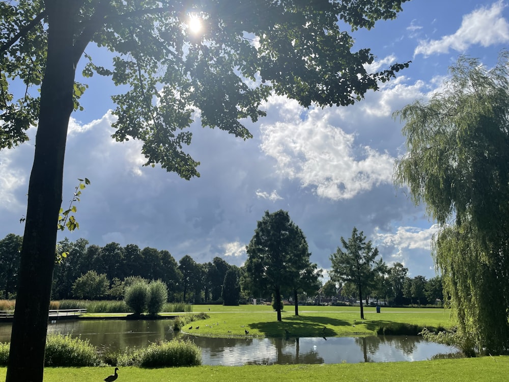 a pond surrounded by trees and grass under a blue sky