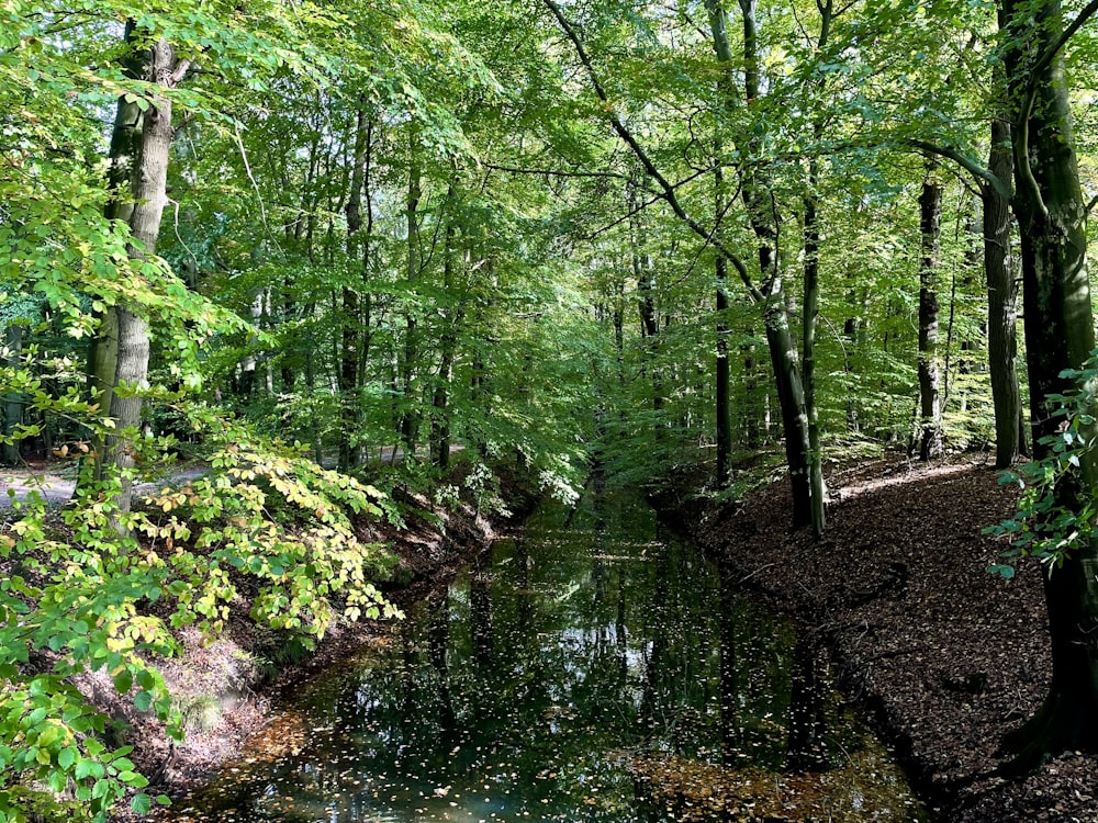 a small stream running through a lush green forest