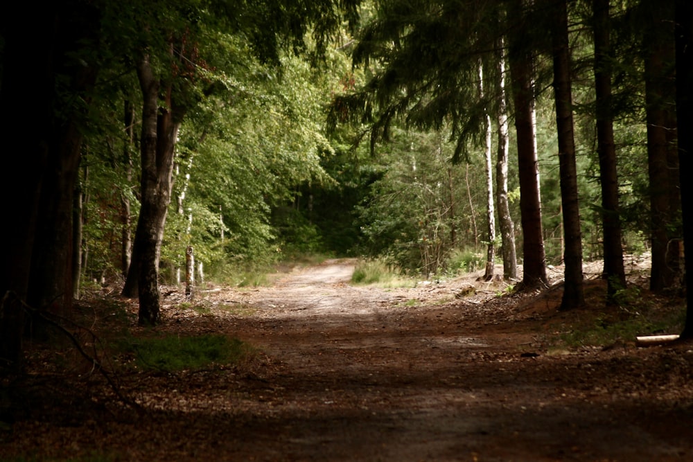 a dirt road in the middle of a forest