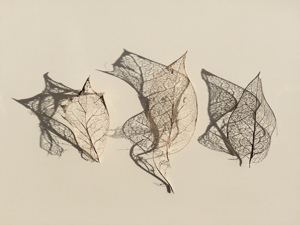 a group of three dried leaves on a white background