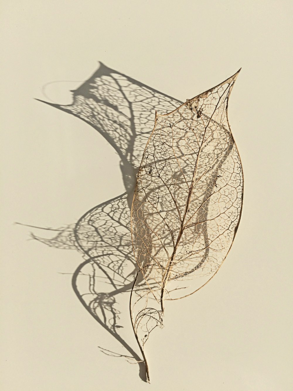 the shadow of a leaf on a white background