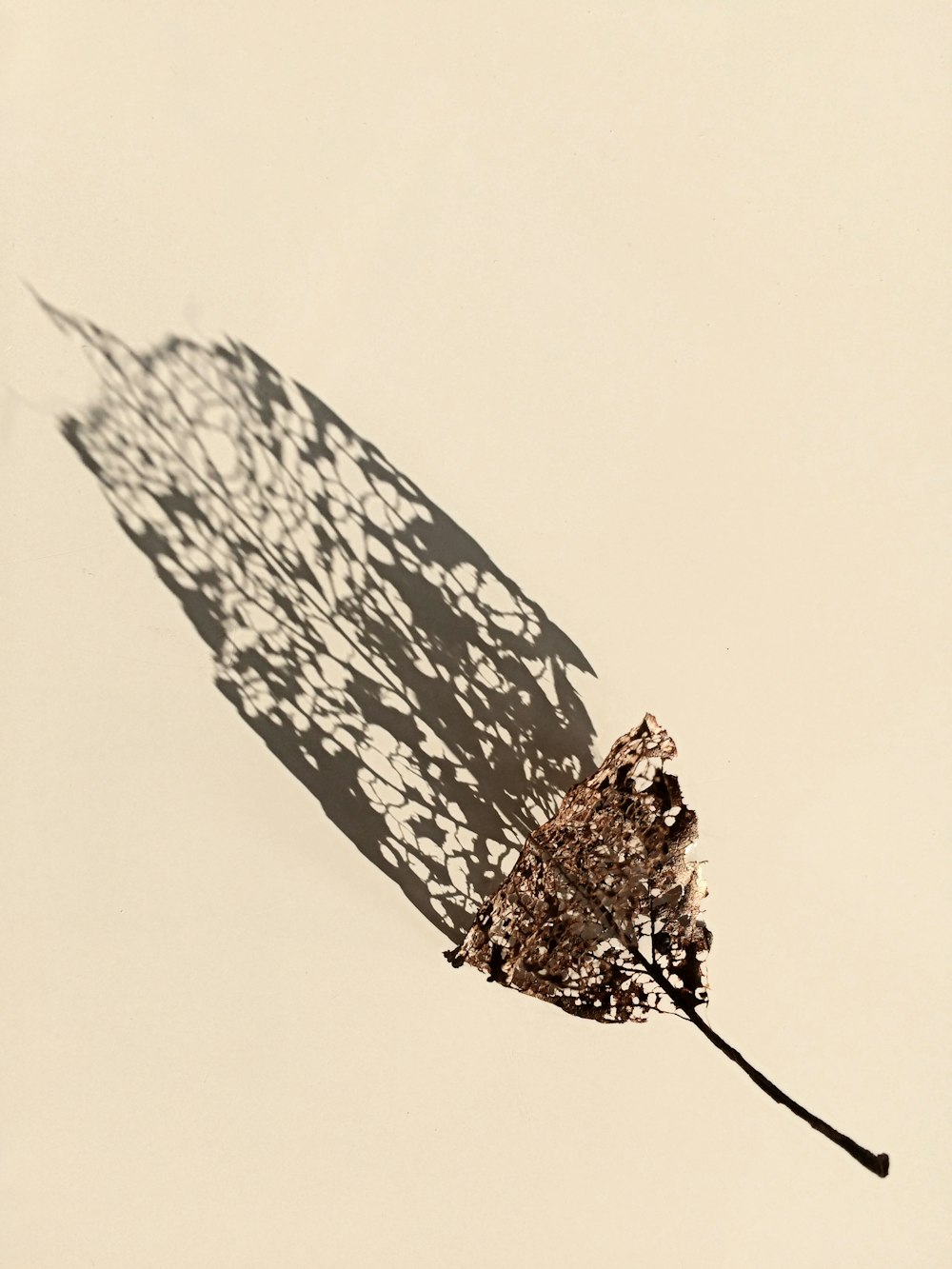 the shadow of a plant on a white wall