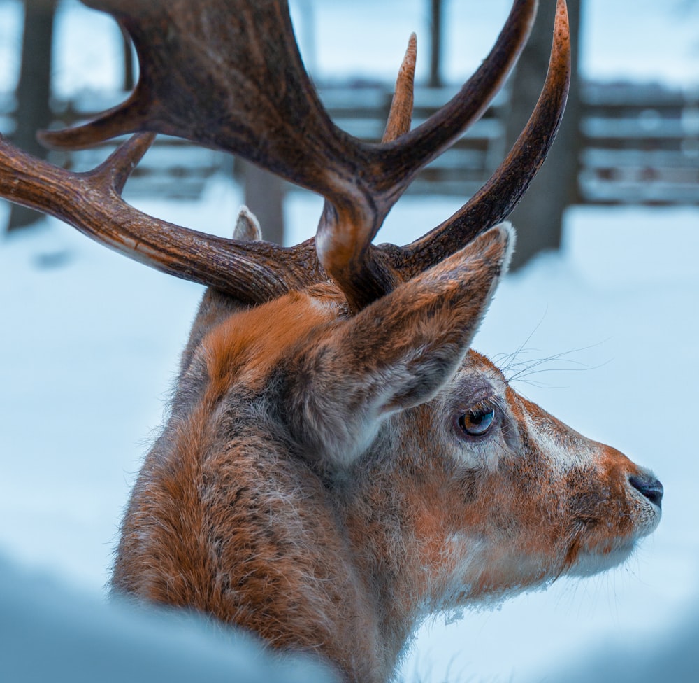 a close up of a deer's head in the snow