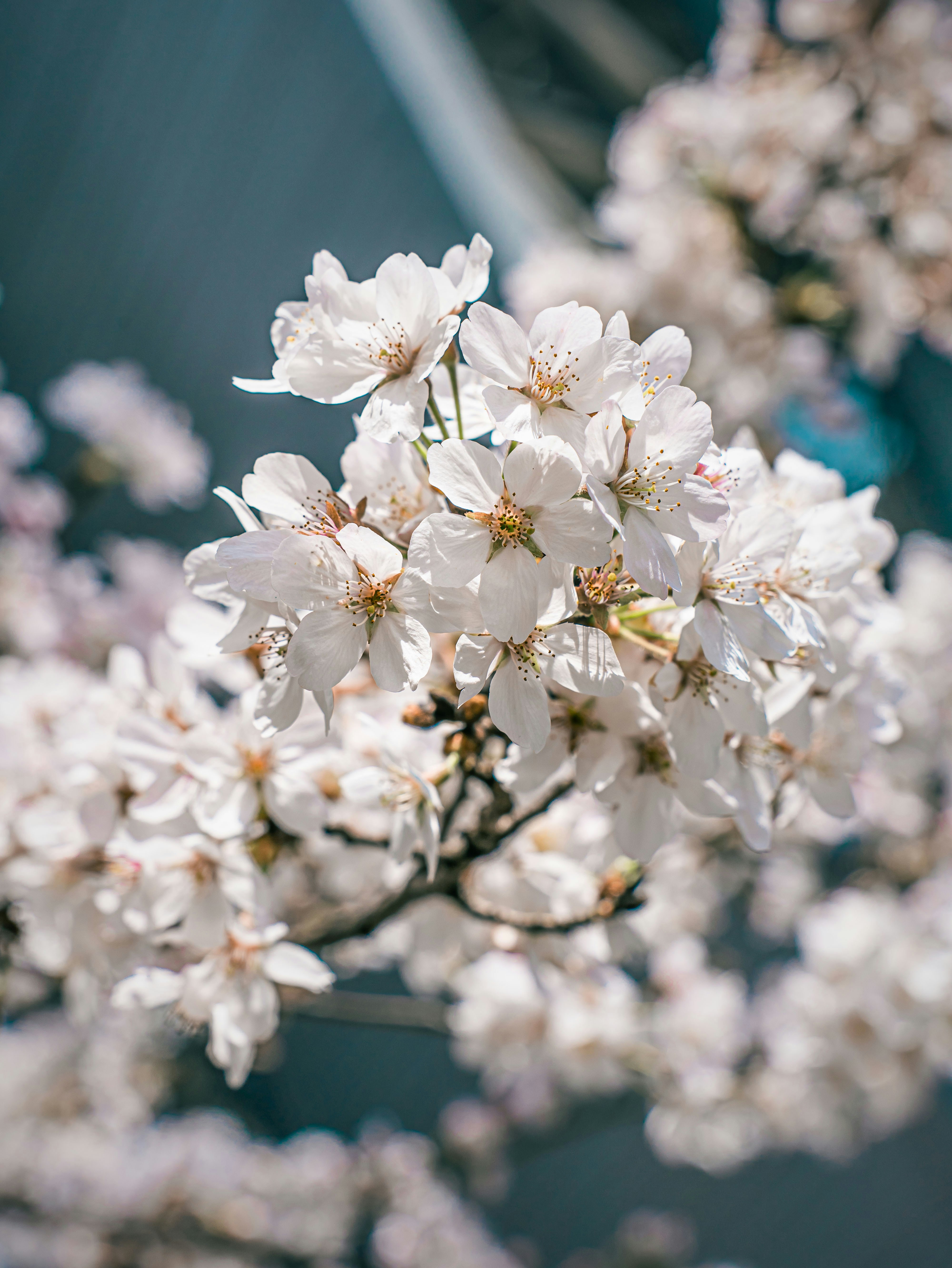 Photo by yokonoito0512