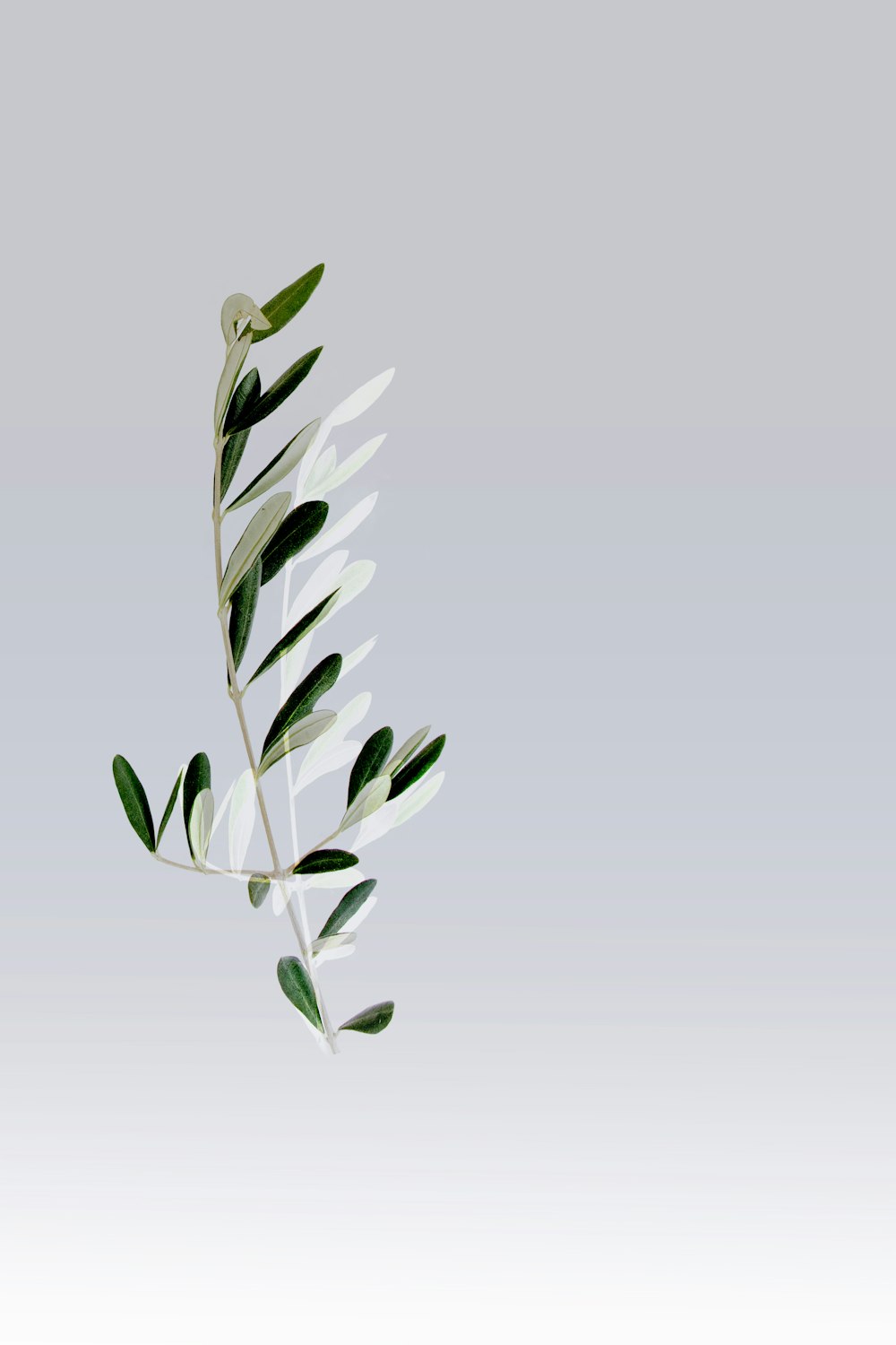 a white plant with green leaves on a gray background
