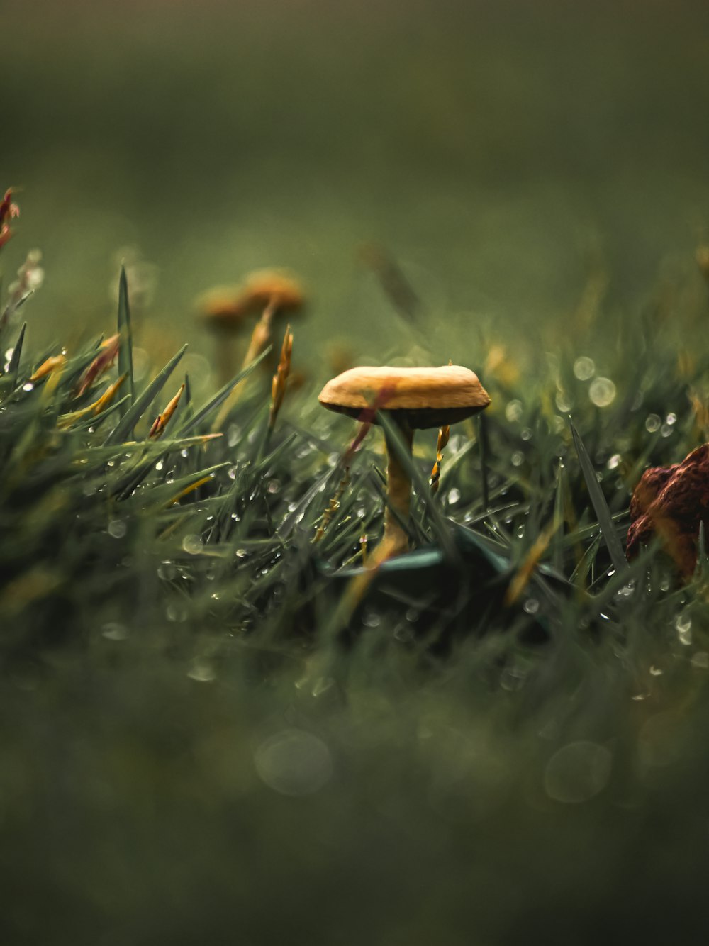 a group of mushrooms sitting on top of a lush green field