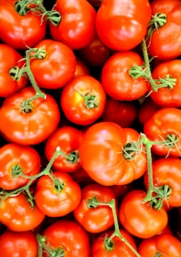 Close-up of ripe tomatoes freshly picked from the fields in Maule.