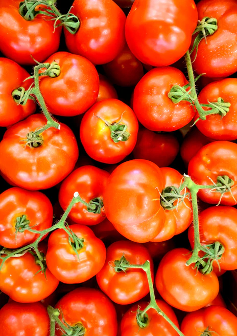 Close-up of a vibrant, ripe tomato cluster freshly picked from a local farm