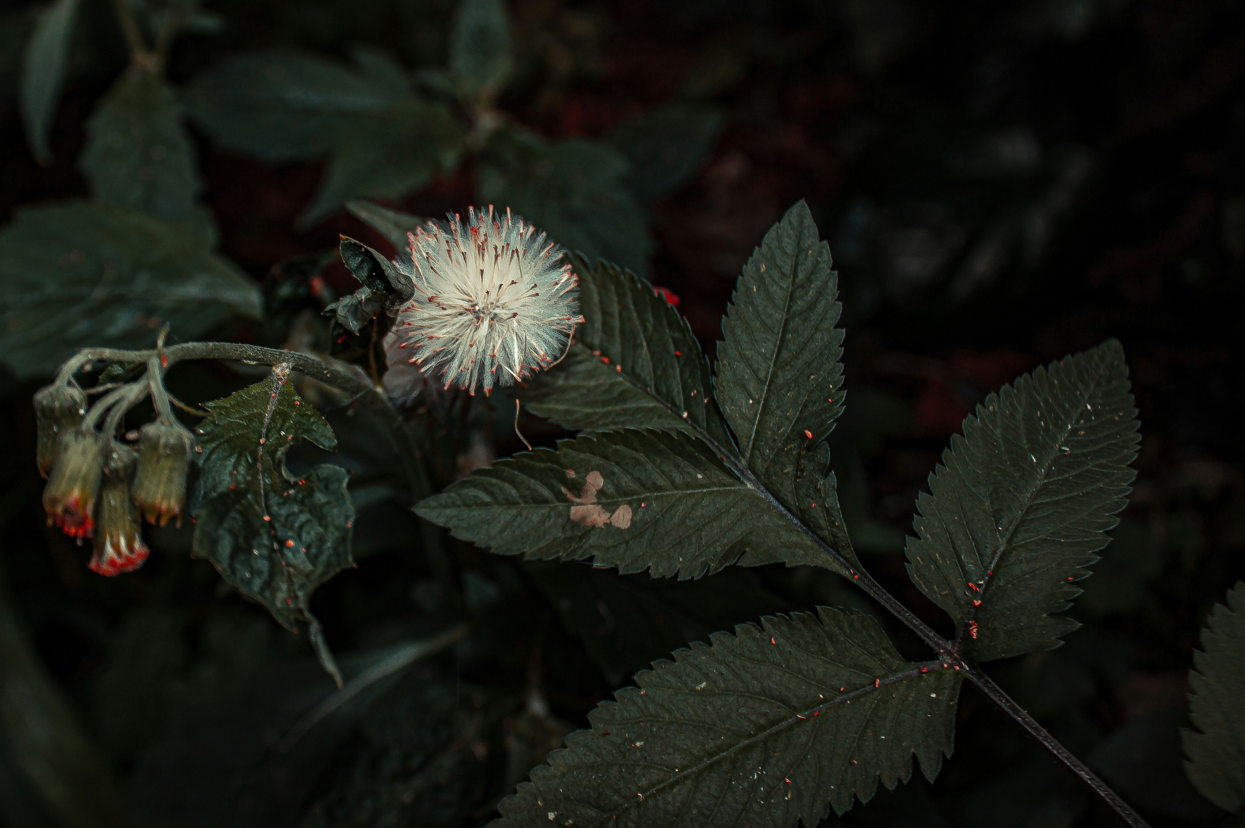 a close up of a flower on a plant