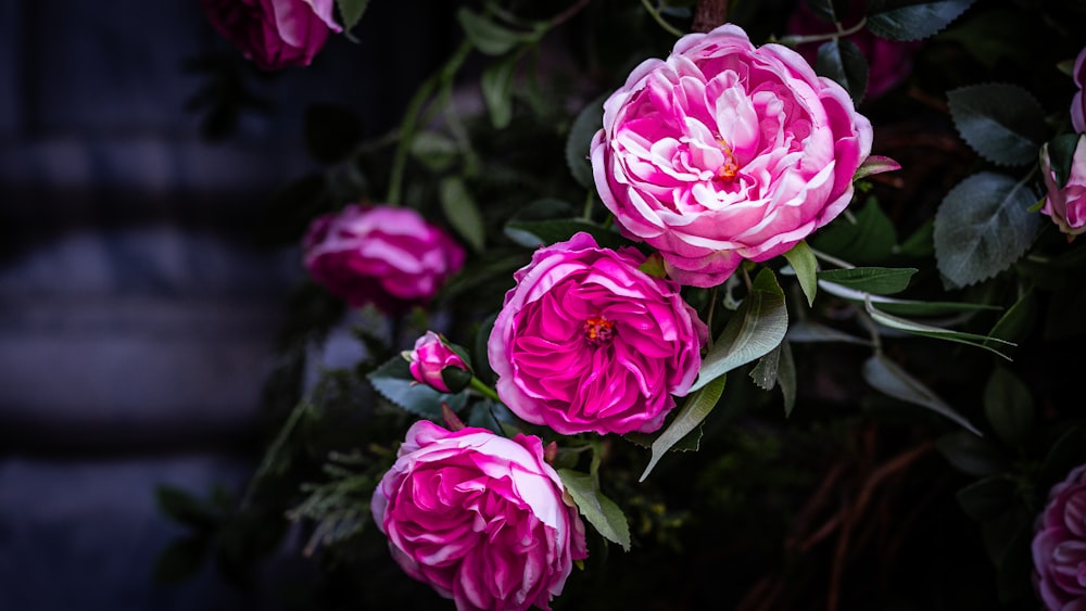 a bunch of pink flowers with green leaves