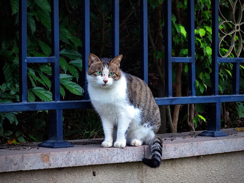 Un chat assis sur un rebord devant une barrière photo – Photo Chat Gratuite  sur Unsplash