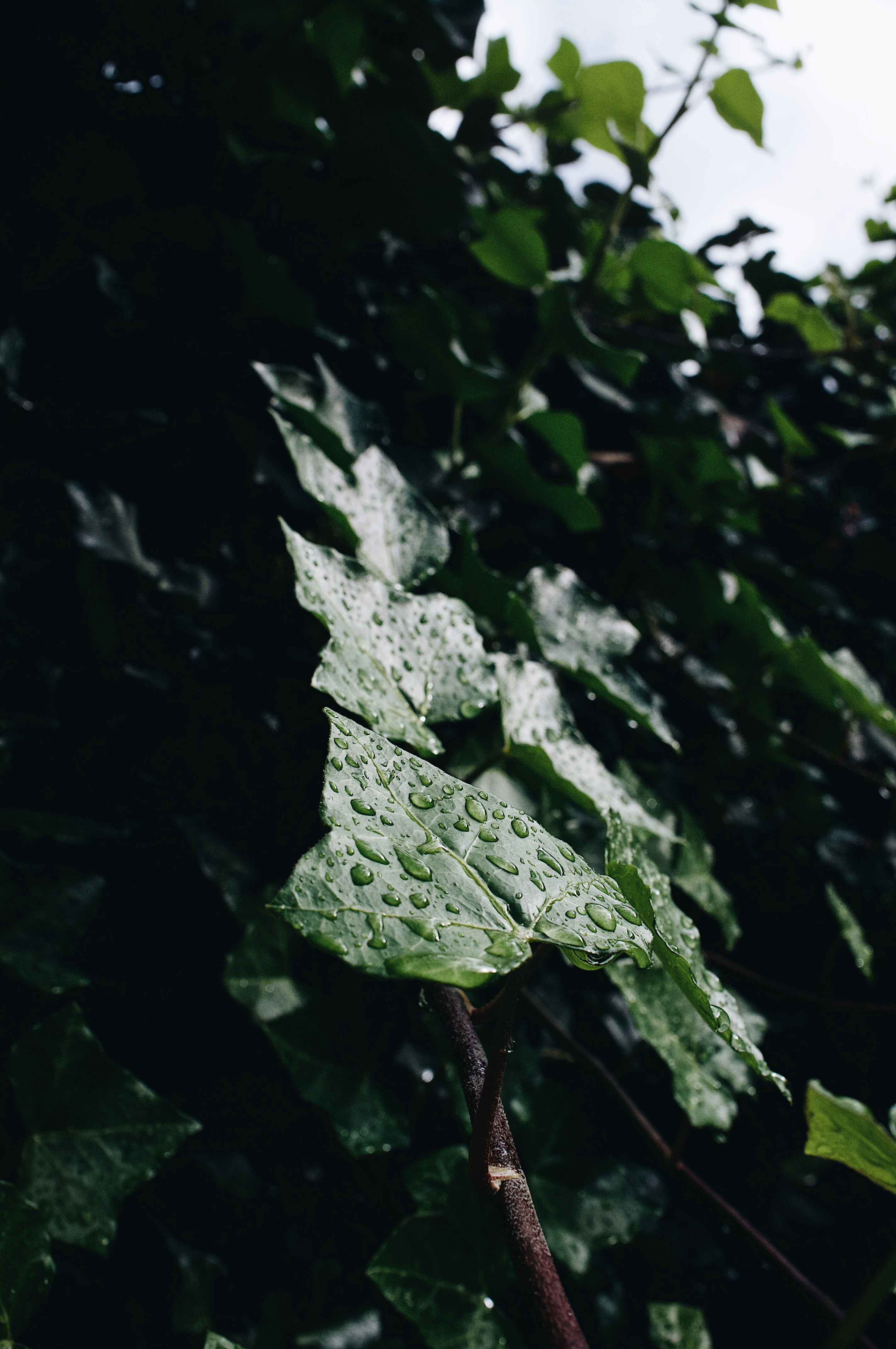 a close up of a leaf on a tree