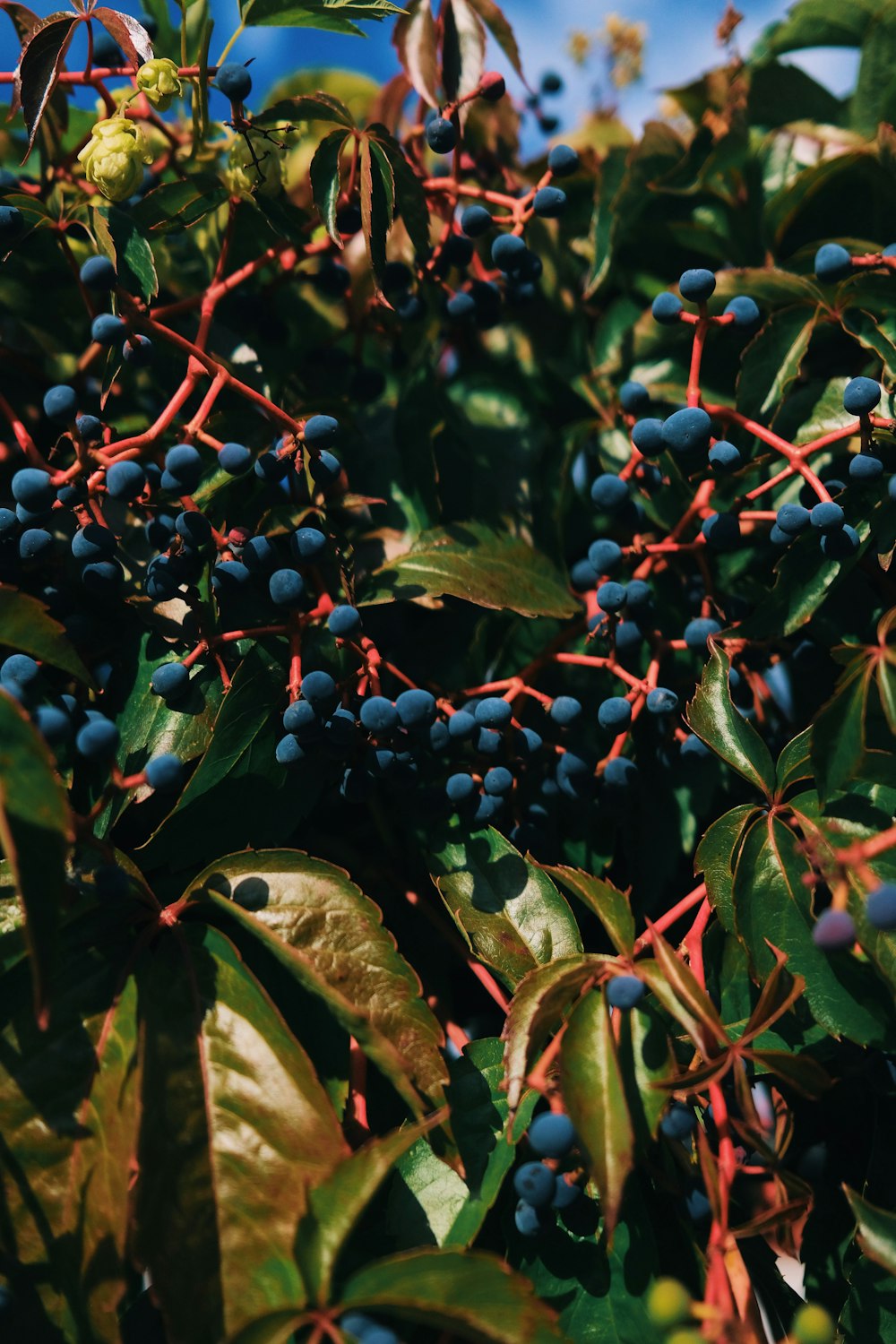a bush full of blue berries on a sunny day