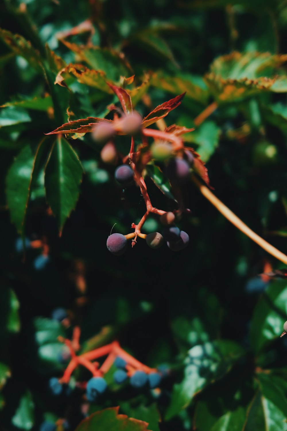 berries are growing on the branches of a tree