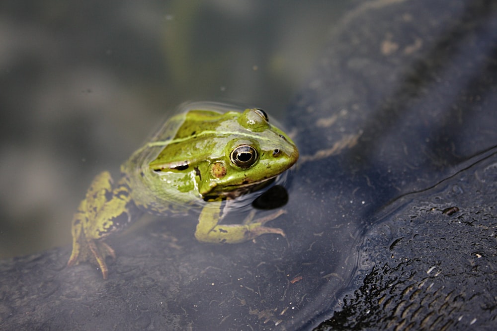 a frog that is sitting in the water