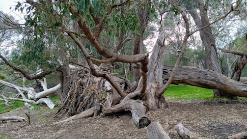 A small forest planted as part of woodboot’s reforestation initiative.