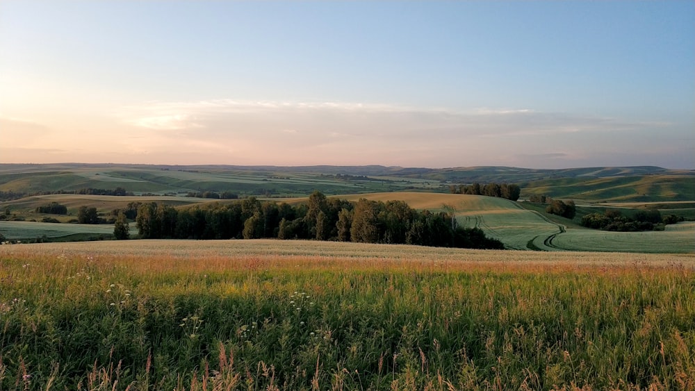 a field of grass with trees in the distance