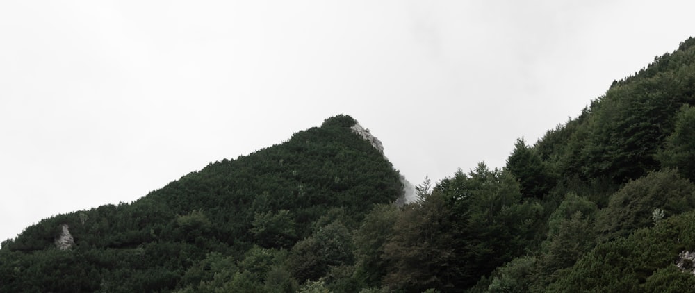 a group of trees on a mountain side