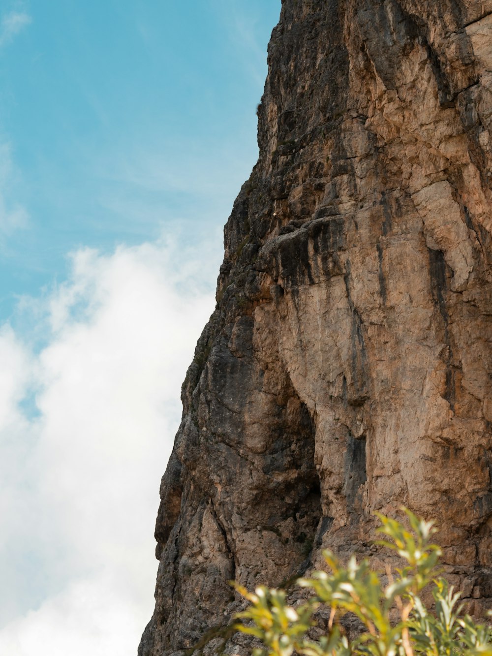 a bird is perched on the side of a mountain