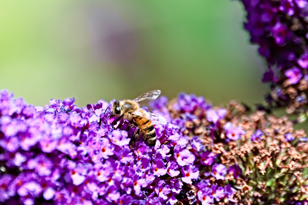 a bee is sitting on a purple flower