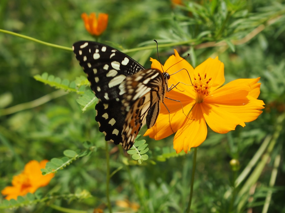 a black and white butterfly on a yellow flower