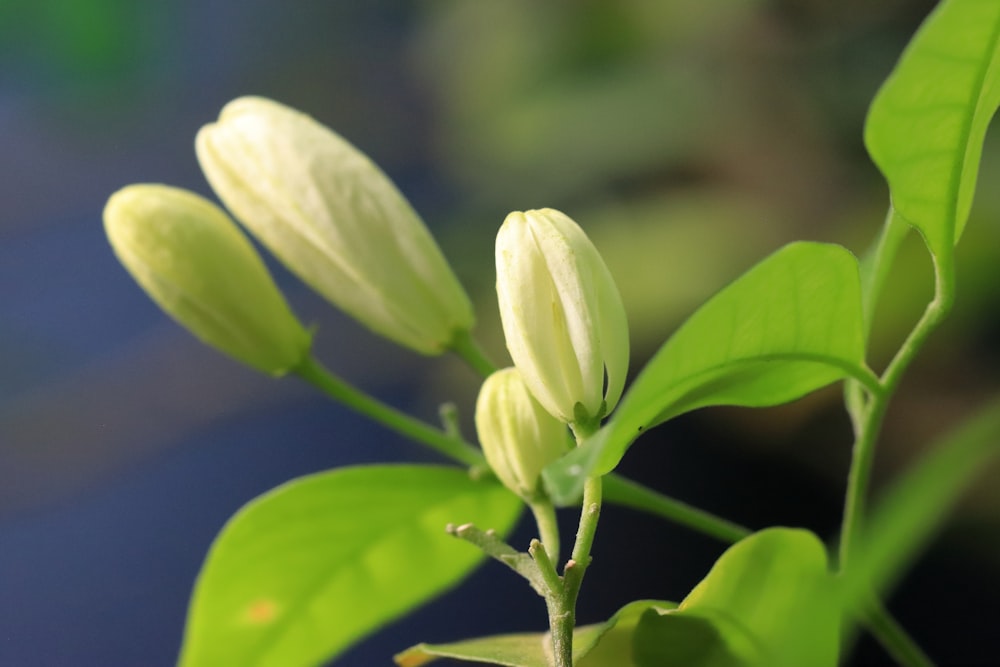 a close up of a flower on a plant