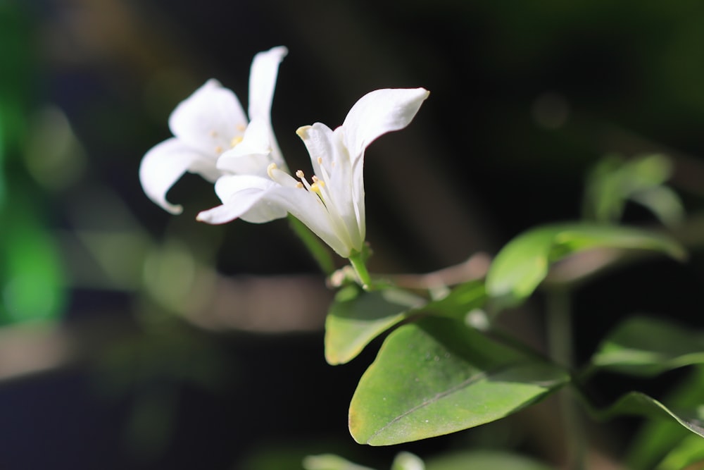 a close up of a white flower with green leaves